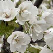 ヒメ日記 2026/04/07 08:26 投稿 りこ 熟女の風俗最終章 宇都宮店