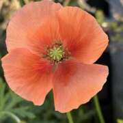 ヒメ日記 2026/04/08 07:34 投稿 りこ 熟女の風俗最終章 宇都宮店