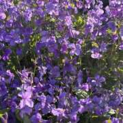 ヒメ日記 2026/04/08 19:33 投稿 りこ 熟女の風俗最終章 宇都宮店