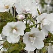 ヒメ日記 2026/04/09 16:20 投稿 りこ 熟女の風俗最終章 宇都宮店