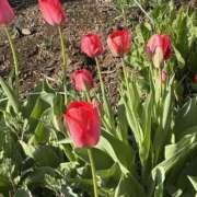 ヒメ日記 2026/04/10 19:32 投稿 りこ 熟女の風俗最終章 宇都宮店