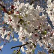 ヒメ日記 2026/04/11 07:22 投稿 りこ 熟女の風俗最終章 宇都宮店