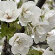 ヒメ日記 2026/04/11 11:11 投稿 りこ 熟女の風俗最終章 宇都宮店