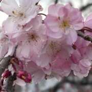 ヒメ日記 2026/04/11 14:31 投稿 りこ 熟女の風俗最終章 宇都宮店