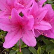 りこ おはようございます 熟女の風俗最終章 宇都宮店