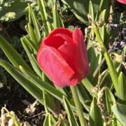 りこ お礼です 熟女の風俗最終章 宇都宮店