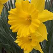 りこ お礼です 熟女の風俗最終章 宇都宮店