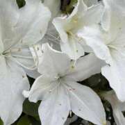 ヒメ日記 2026/04/26 22:11 投稿 りこ 熟女の風俗最終章 宇都宮店