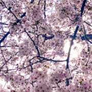 ヒメ日記 2026/04/02 12:41 投稿 まお 錦糸町人妻セレブリティ（ユメオト）