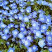 ヒメ日記 2026/04/13 16:16 投稿 清水　なぎさ 夜這い専門 発情する奥様たち梅田店