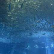 ヒメ日記 2026/04/15 13:03 投稿 まなか 白金プラチナ(ユメオト)