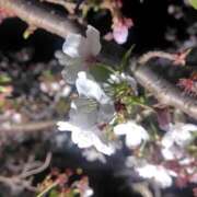 ヒメ日記 2026/04/11 17:38 投稿 ☆さくらこ☆ ◆プラウディア◆AAA級素人娘在籍店