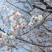 ヒメ日記 2026/04/06 12:05 投稿 めい with SPA (ウィズスパ)