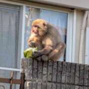 こころ・SP 明日 やまとなでしこ桜組