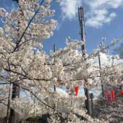 ヒメ日記 2026/04/28 13:04 投稿 ひかり Sakura Spa