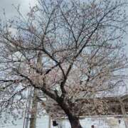 ヒメ日記 2026/03/31 23:00 投稿 えり ぷるるんマダム 十三店