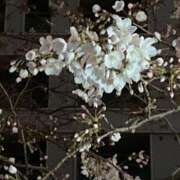 ヒメ日記 2026/03/25 18:58 投稿 あみ 素人妻達☆マイふぇらレディー