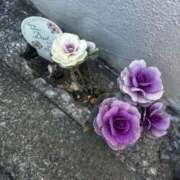 ヒメ日記 2026/04/15 12:53 投稿 右京（うきょう） 熟女の風俗最終章 名古屋店