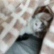 ヒメ日記 2026/04/05 19:34 投稿 つばさ 新宿プチドール