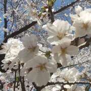 ヒメ日記 2026/04/04 10:12 投稿 まみ 奥様鉄道69 岡山店