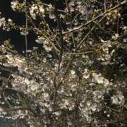 ヒメ日記 2026/03/30 20:04 投稿 れいか 丸妻 横浜本店