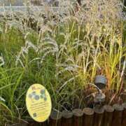 ヒメ日記 2026/04/04 02:13 投稿 れいか 丸妻 横浜本店