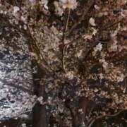 ヒメ日記 2026/04/11 08:41 投稿 莉子【リコ】 ピンクコレクション大阪