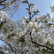 ヒメ日記 2026/03/31 08:55 投稿 ひろこ 奥鉄オクテツ東京店（デリヘル市場）