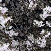 ヒメ日記 2026/04/04 11:02 投稿 ★七七五あゆむ★ CLUB39（クラブサンキュー）