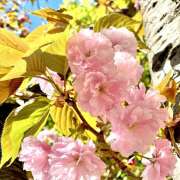 ヒメ日記 2026/04/18 23:26 投稿 浅見 凛 イマジン東京