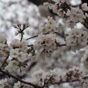 山口あおい お礼の日記 五十路マダム 岐阜店