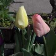 ヒメ日記 2026/03/29 13:56 投稿 べに 熟女デリヘル倶楽部