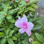 ヒメ日記 2026/04/11 22:46 投稿 りのか ぽっちゃり巨乳素人専門横浜関内伊勢佐木町ちゃんこ