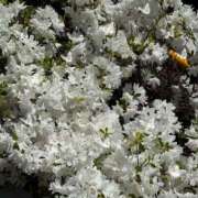 ヒメ日記 2026/04/18 13:46 投稿 りのか ぽっちゃり巨乳素人専門横浜関内伊勢佐木町ちゃんこ