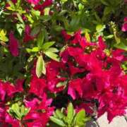 ヒメ日記 2026/04/19 02:26 投稿 りのか ぽっちゃり巨乳素人専門横浜関内伊勢佐木町ちゃんこ