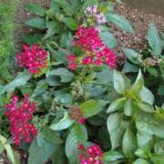 つむぎ 出勤しました❤ 完熟ばなな千葉店