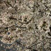 ヒメ日記 2026/04/13 19:13 投稿 こはく ぷるるん小町日本橋店