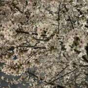 ヒメ日記 2026/04/13 19:27 投稿 こはく ぷるるん小町日本橋店
