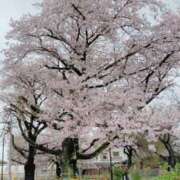 ゆきの 散りゆく花弁と、支配の予感 クラブM-1