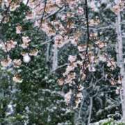 中条詩帆 明日も😆 お姉さんCLUB