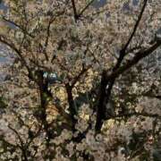 ヒメ日記 2026/04/01 08:54 投稿 沙織/さおり 贅沢なひと時