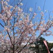 ヒメ日記 2026/03/28 14:24 投稿 つむぎ お客様満足度NO.1デリヘル！ 秘密倶楽部 凛 千葉