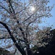 ヒメ日記 2026/04/03 04:53 投稿 つむぎ お客様満足度NO.1デリヘル！ 秘密倶楽部 凛 千葉