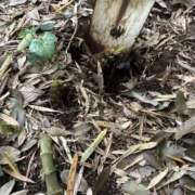ヒメ日記 2026/05/01 21:09 投稿 すい 素人妻御奉仕倶楽部Hip's松戸店