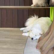 ヒメ日記 2026/04/08 15:34 投稿 いろは アイドルソープ　萌えっ娘学園