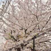 ヒメ日記 2026/04/05 11:52 投稿 ゆら エンジェルシリカ