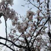 ヒメ日記 2026/04/06 11:41 投稿 かなた 五反田人妻ヒットパレード（シンデレラグループ）