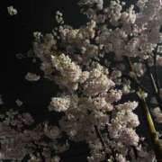 ヒメ日記 2026/03/25 22:32 投稿 さくら妖艶×爛漫×お姉様 ぴゅあぱい松戸♡ぽちゃかわ巨乳専門