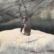 あいす 本日います🍨 手コキ＆オナクラ 大阪はまちゃん 梅田店