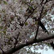 ヒメ日記 2026/03/31 20:15 投稿 スズ ソープランドMAX‐マックス-